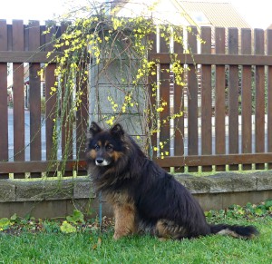 Jasmín v zimě kvete